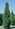Cupressus torulosa Arctic Green