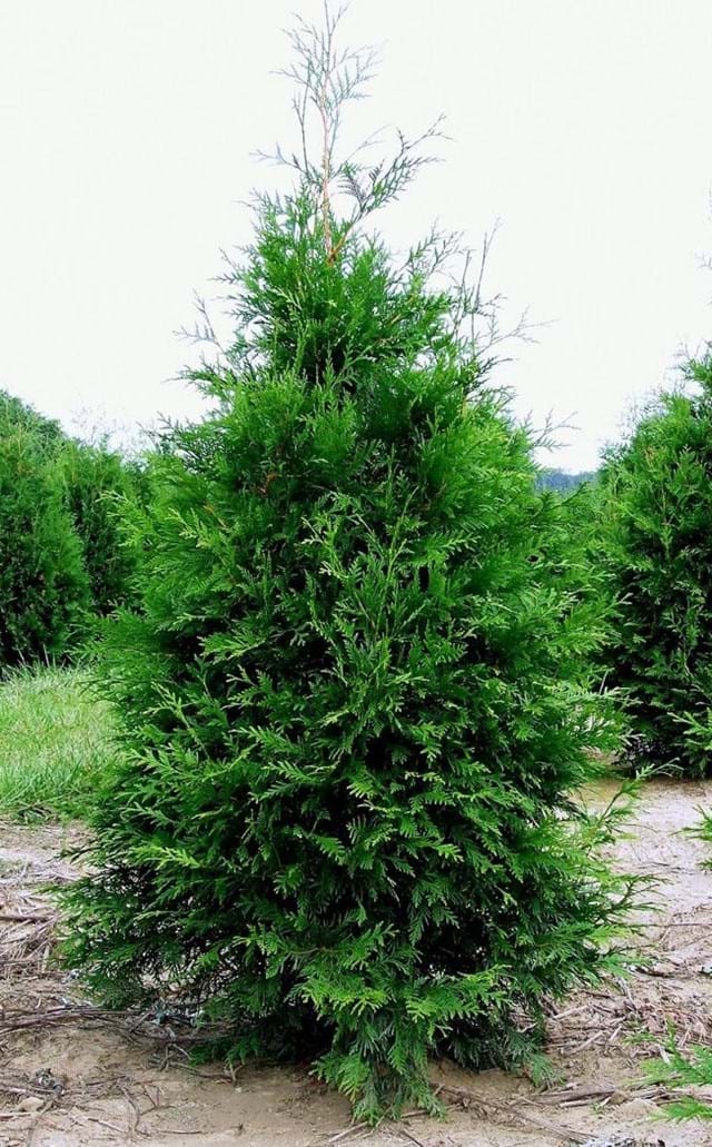 Conifers Hedging Windbreak eastern-red-cedar