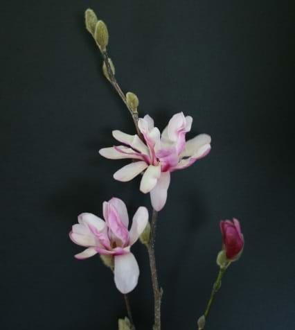 Magnolia loebneri Leonard Messell