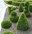 Buxus Topiary garden