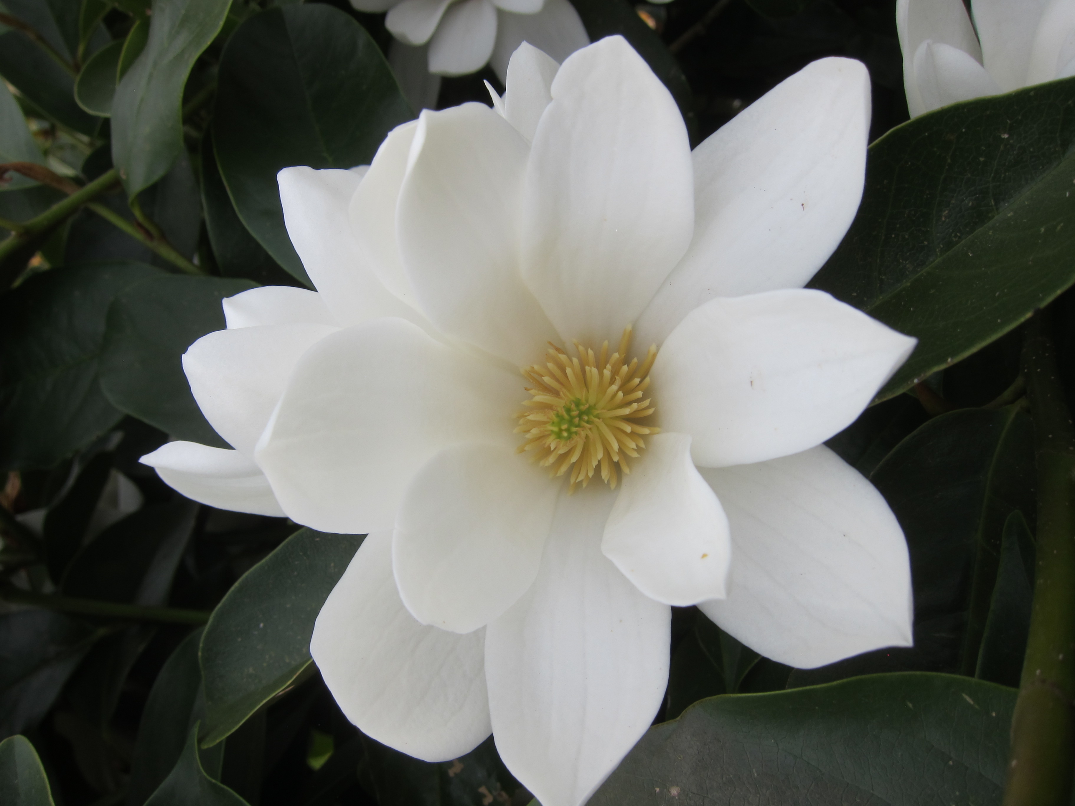 Magnolia x Fairy White