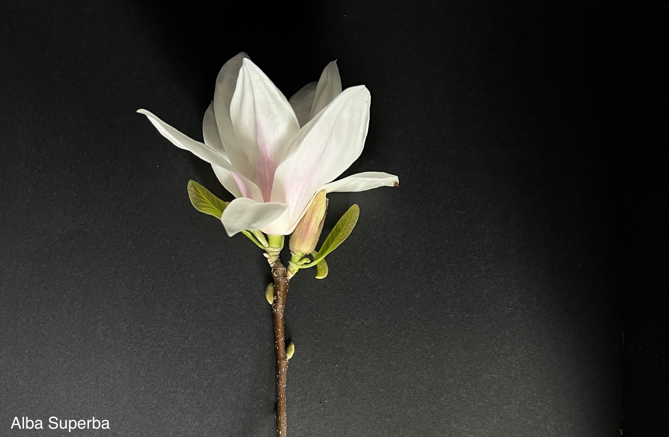 Magnolia soulangeana Alba Superba
