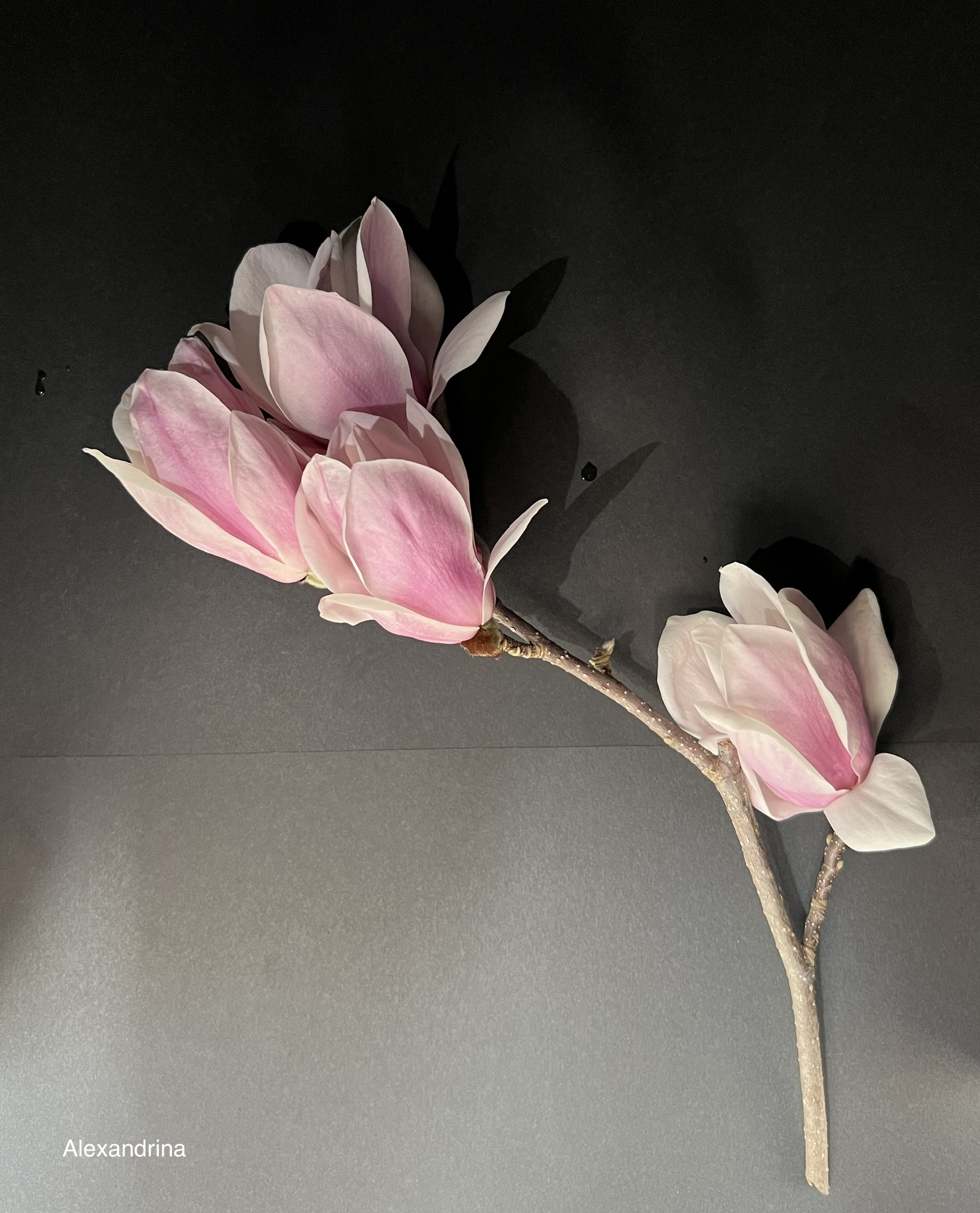 Magnolia soulangeana Alexandrina
