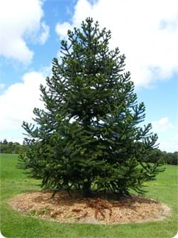 Araucaria angustifolia