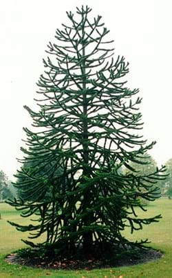 Araucaria araucana