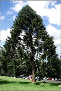 Araucaria bidwillii