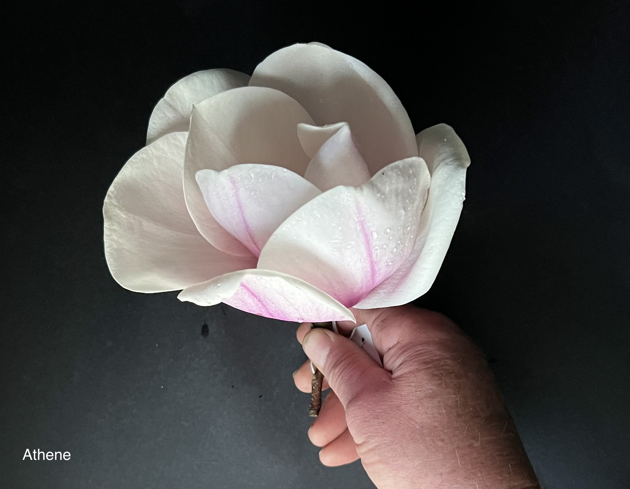 Magnolia Athene