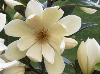 Magnolia x Fairy Cream