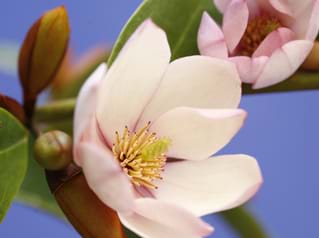 Magnolia x Fairy Blush