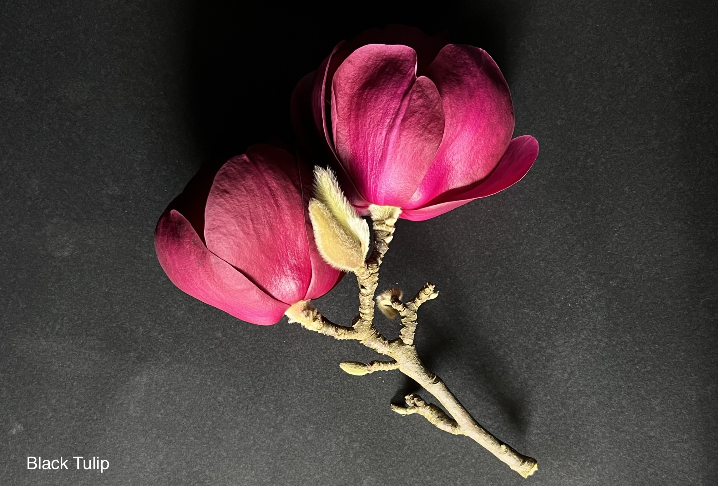 Magnolia Black Tulip PBR