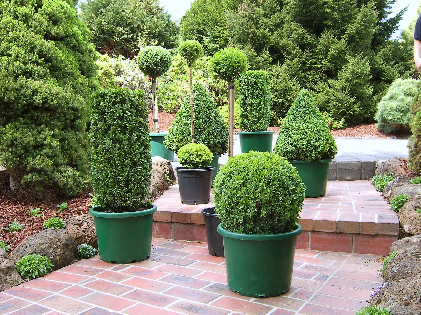 Buxus sempervirens (English Box)
