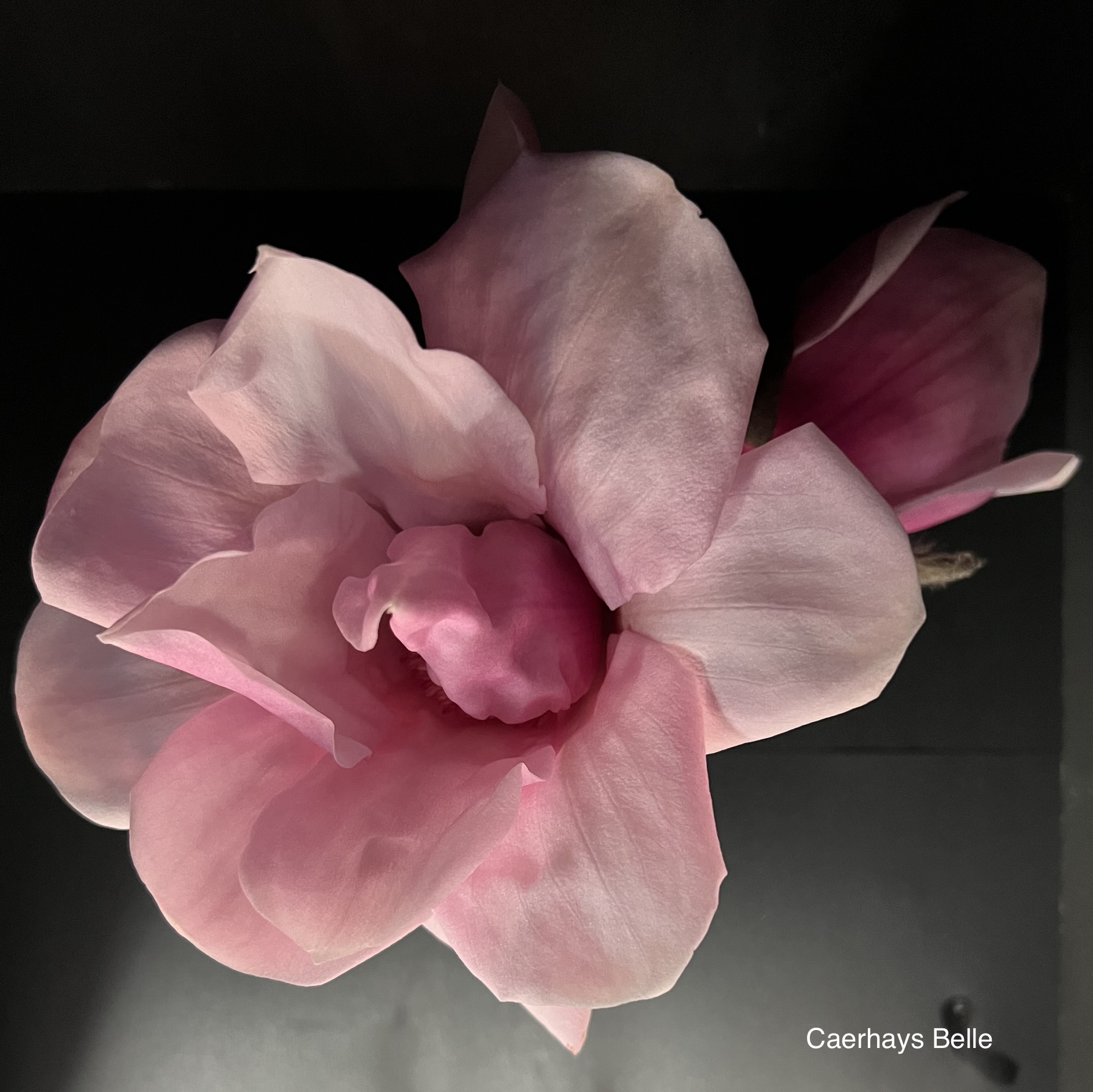 Magnolia Caerhays Belle