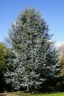 Cedrus atlantica Glauca 