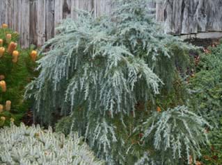 Cedrus deodara Feelin Blue