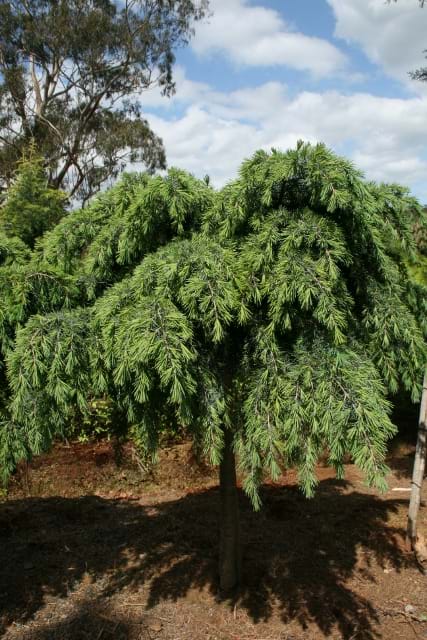 Cedrus deodara Feelin Blue