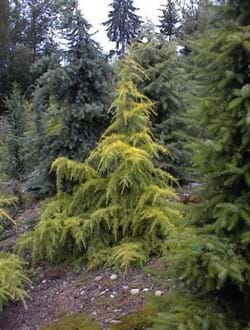 Cedrus deodara Vinks Golden