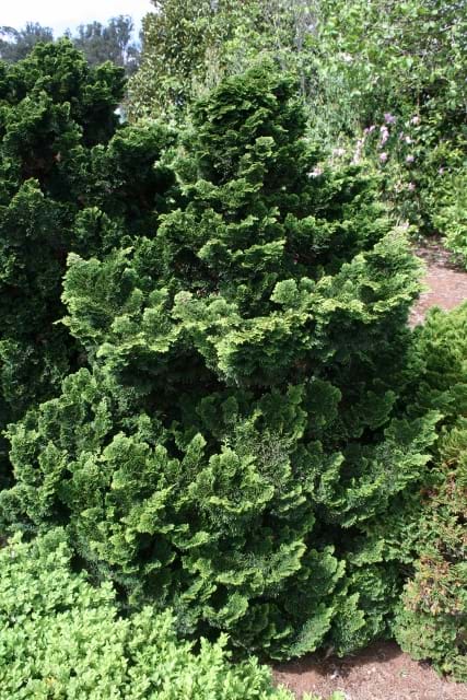 Chamaecyparis obtusa Flabelliformis