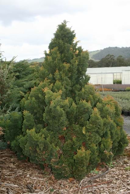 Chamaecyparis obtusa Nana Gracilis