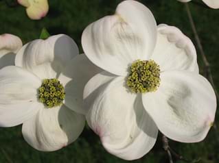 Cornus florida Alba