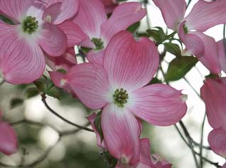 Cornus florida Rubra 