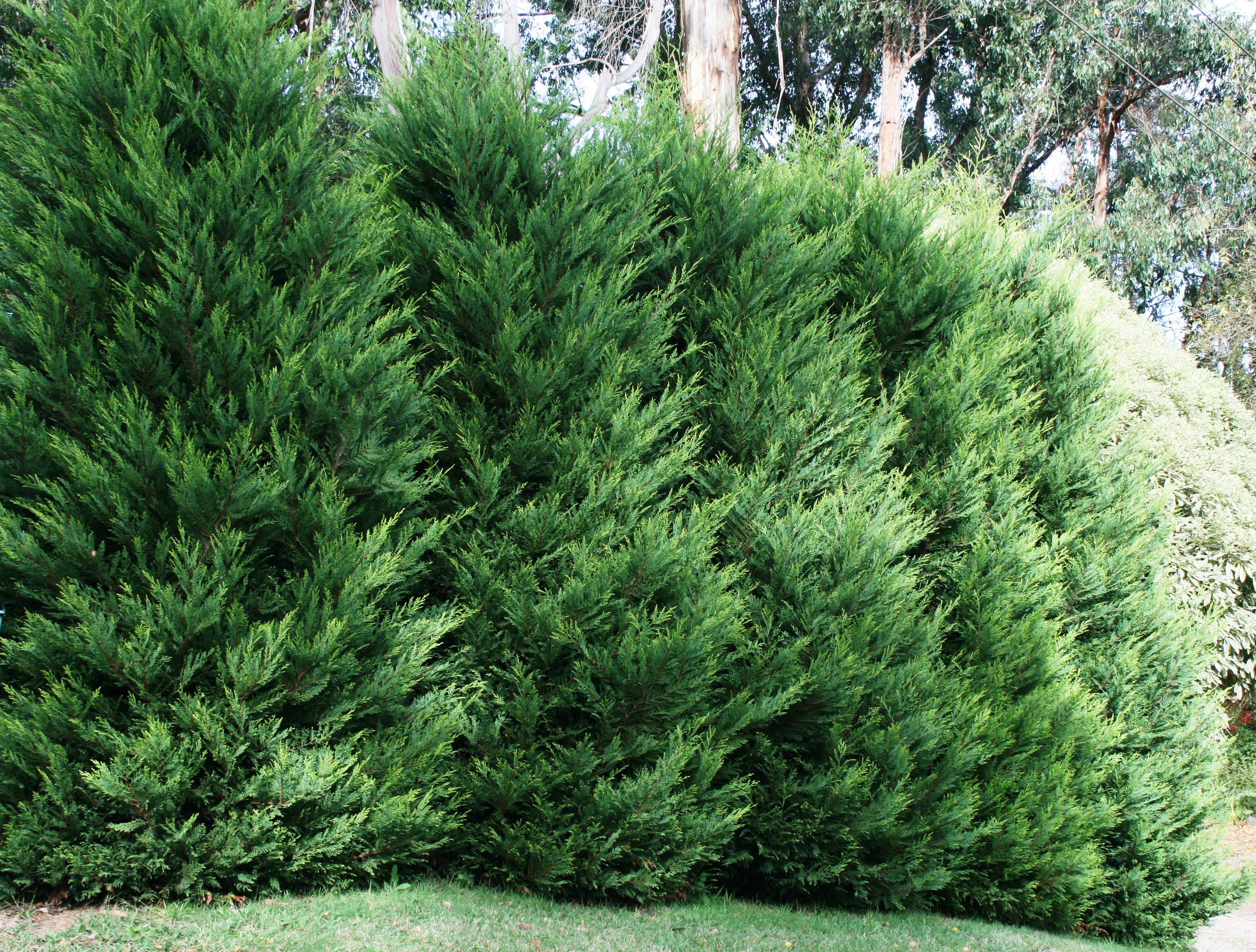 Conifers Hedging / Windbreak