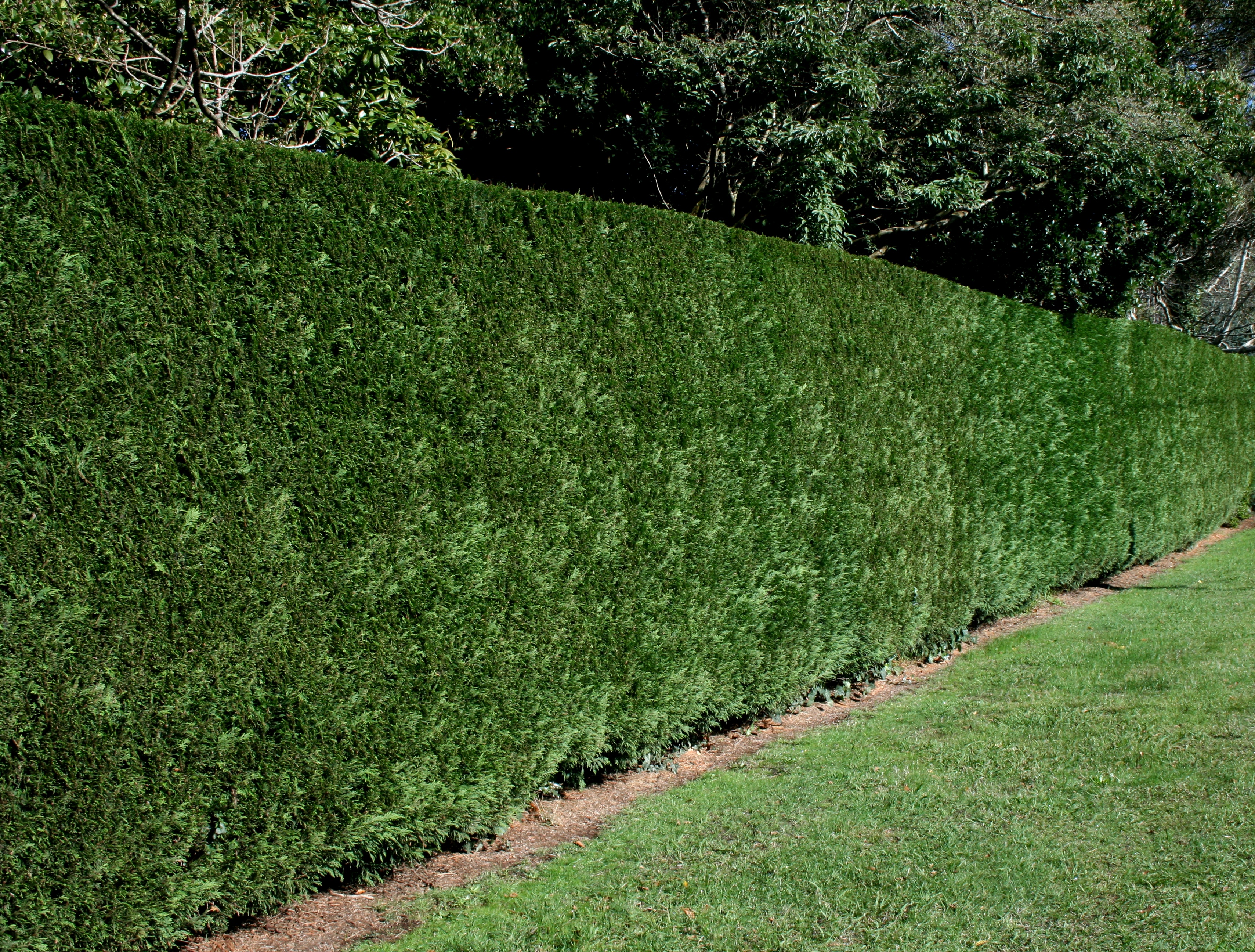 Conifers Hedging / Windbreak