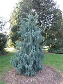 Cupressus cashmeriana Blue Cascade