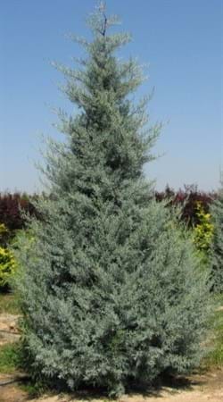 Cupressus glabra Blue Ice