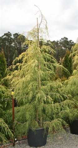 Cupressus macrocarpa Aurea Saligna
