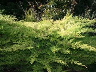 Cupressus macrocarpa Golden Halo