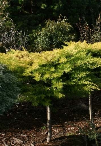 Cupressus macrocarpa Golden Halo
