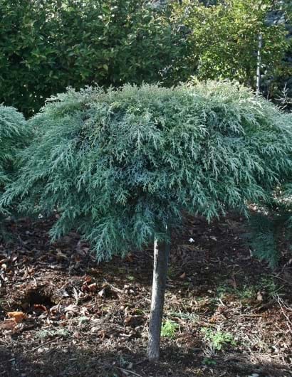 Cupressus macrocarpa Greenstead Magnificent