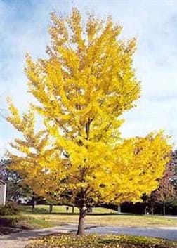 Ginkgo biloba Autumn Gold