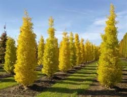 Ginkgo biloba Fastigiata