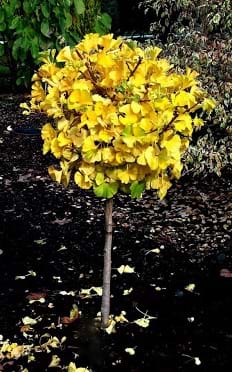 Ginkgo biloba Mariken