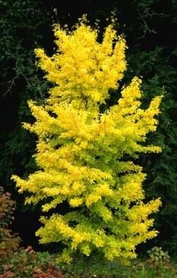 Ginkgo biloba Saratoga