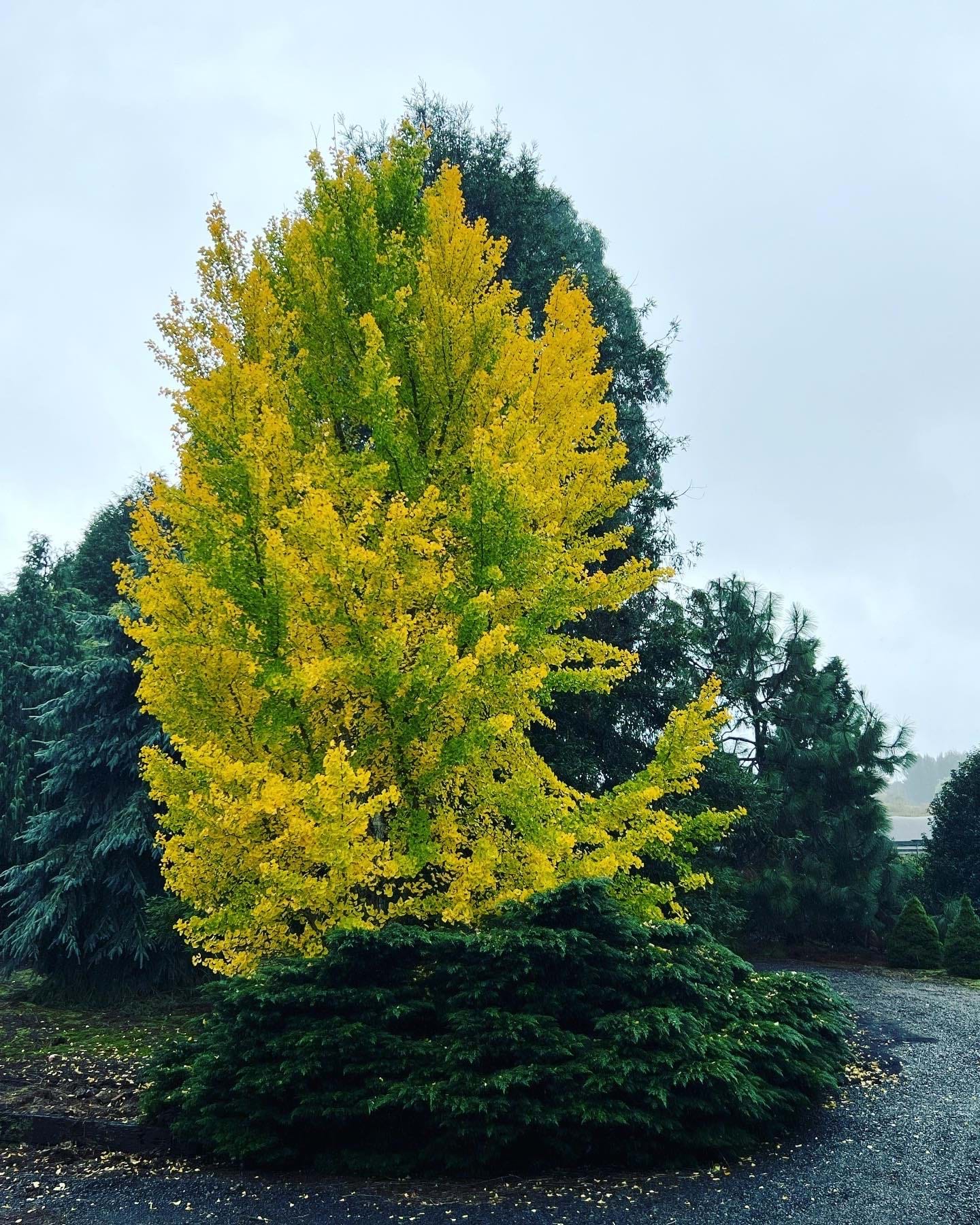 Ginkgo biloba