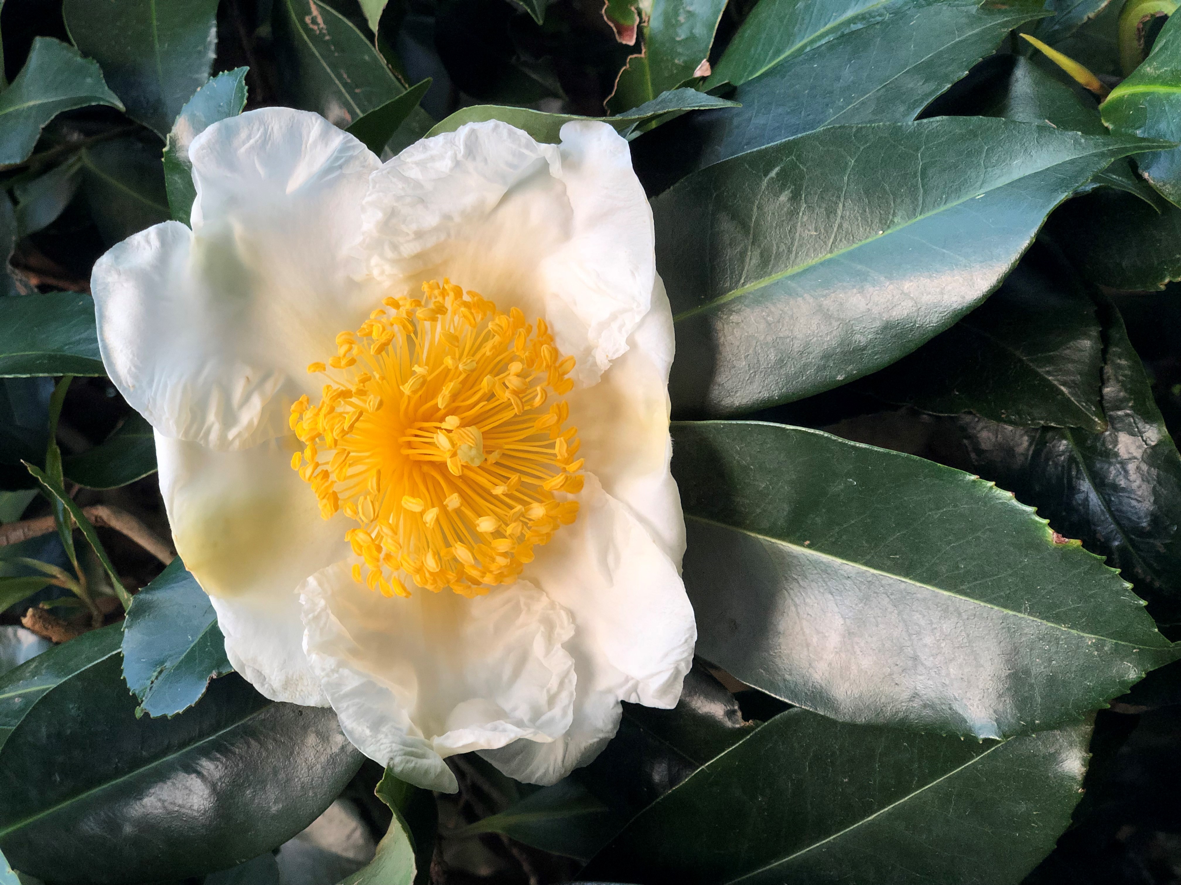 Gordonia yunnanense Silk Screen