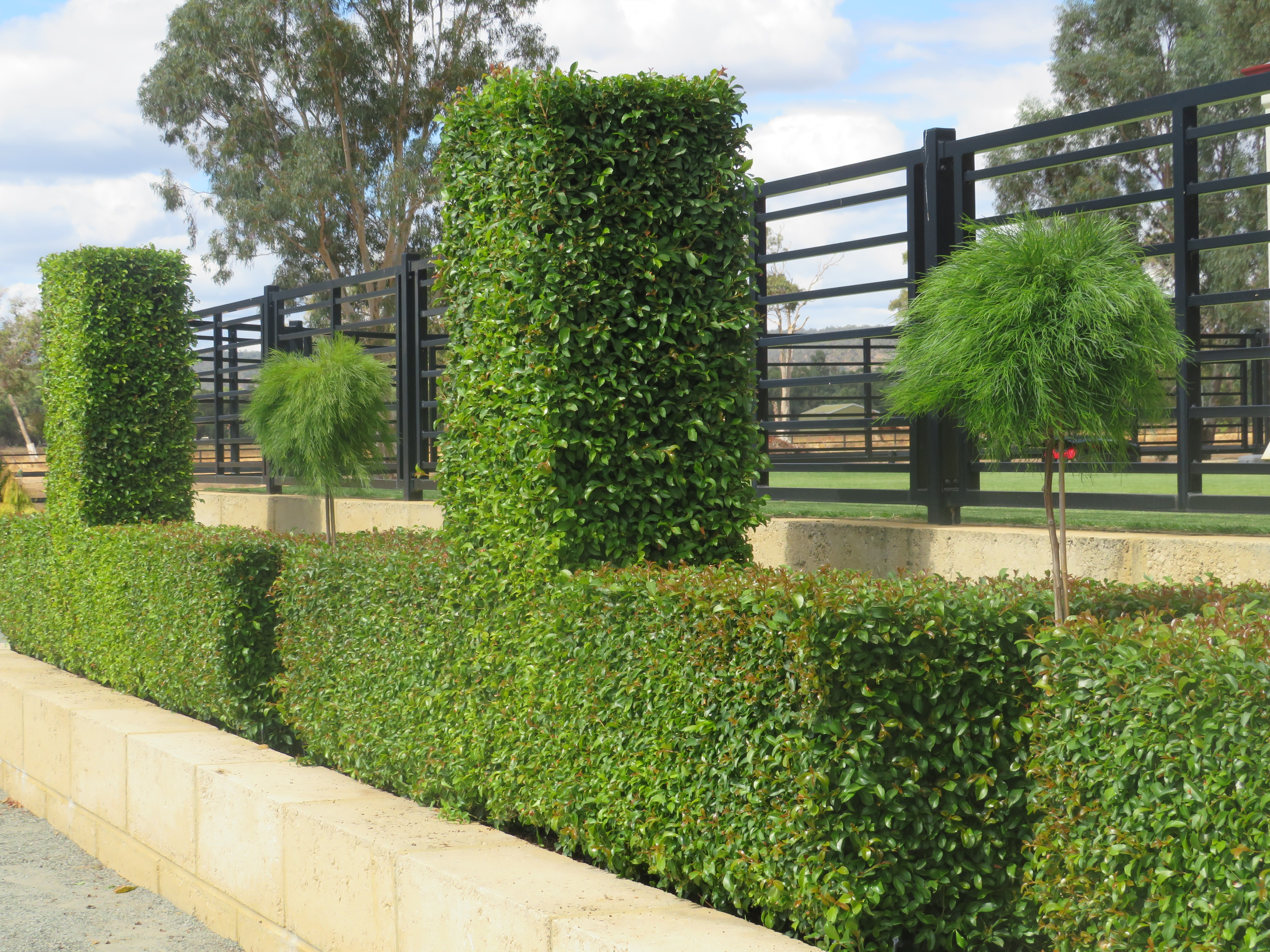 Syzygium australe Green Machine