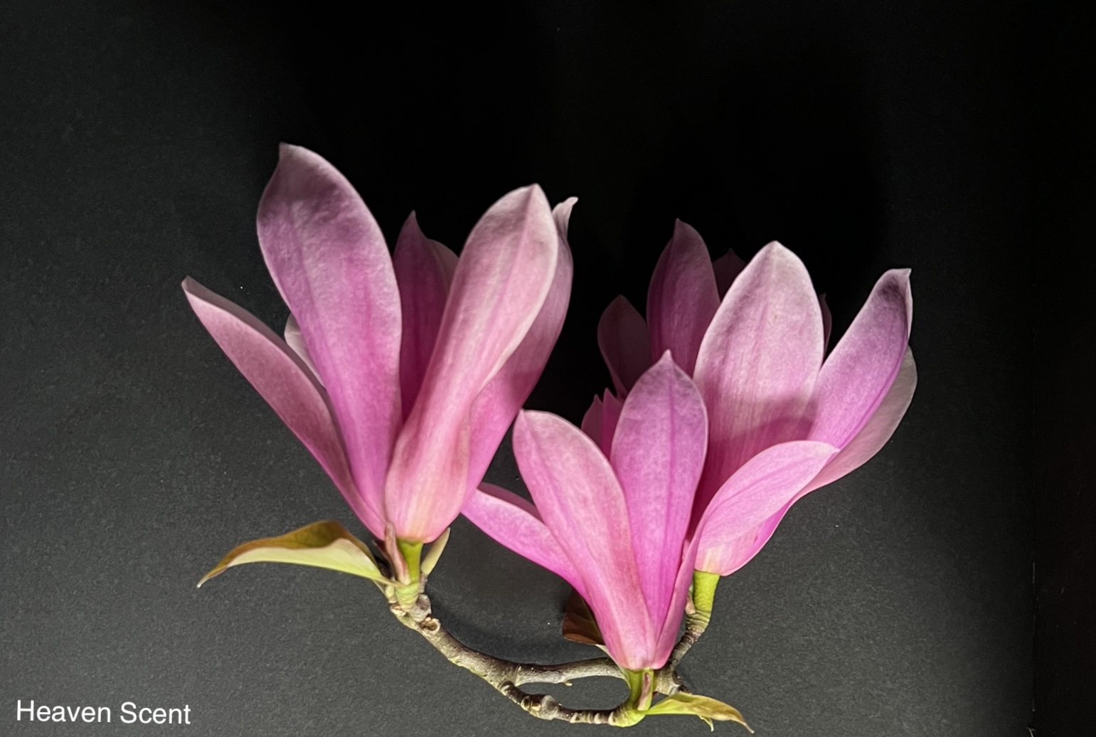 Magnolia Heaven Scent