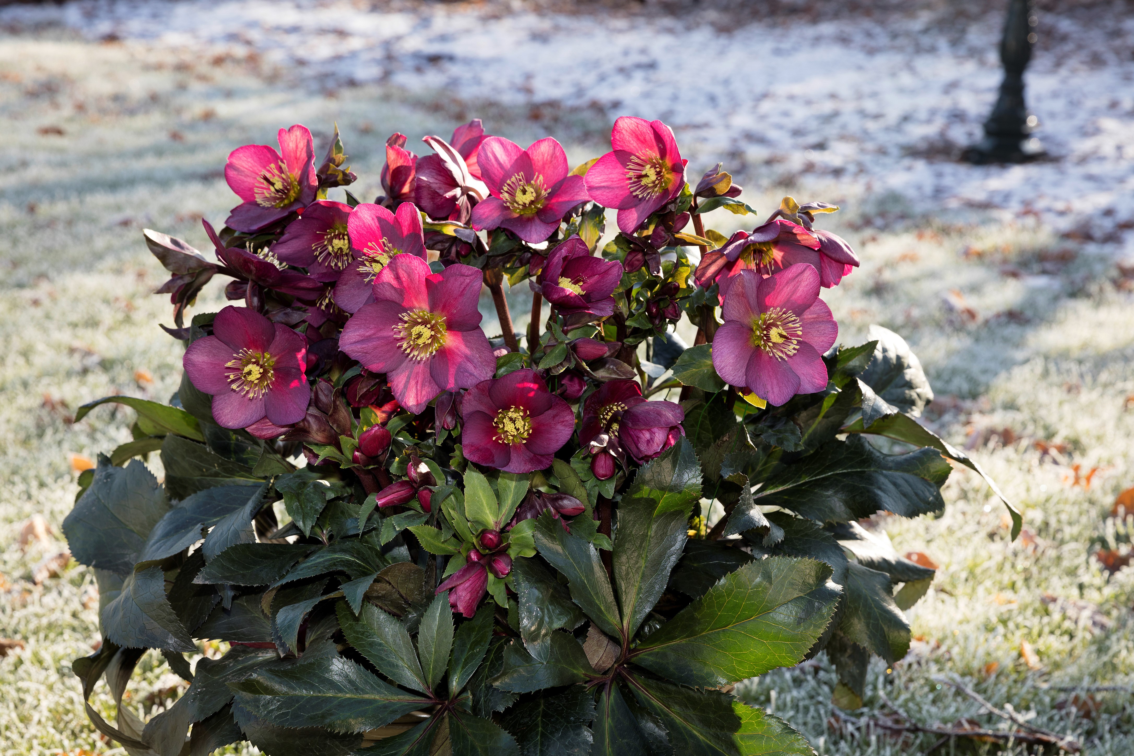 Helleborus x glandorfensis 'Ice 'n' Roses' Red