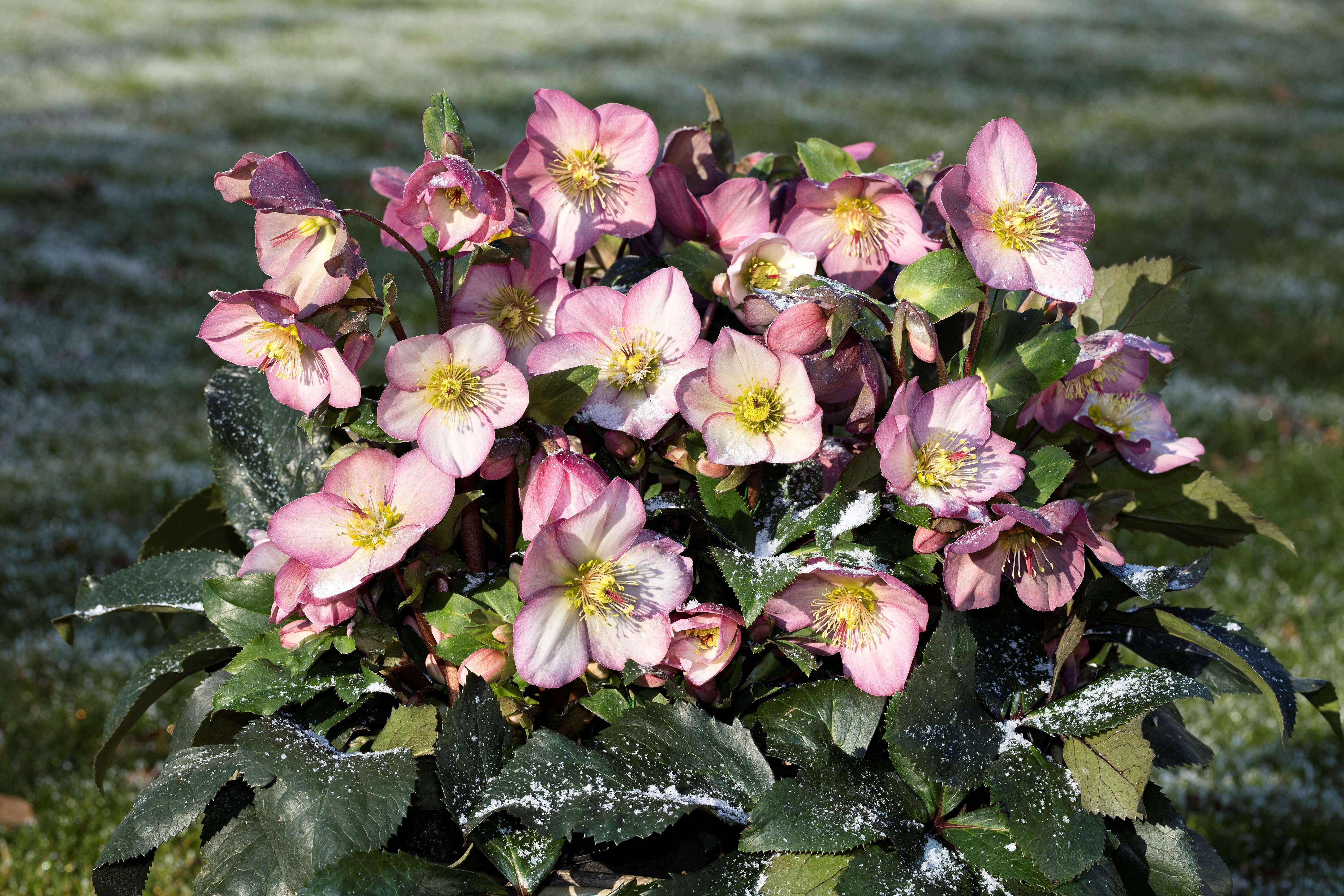 Helleborus x glandorfensis 'Ice 'n' Roses' Rose