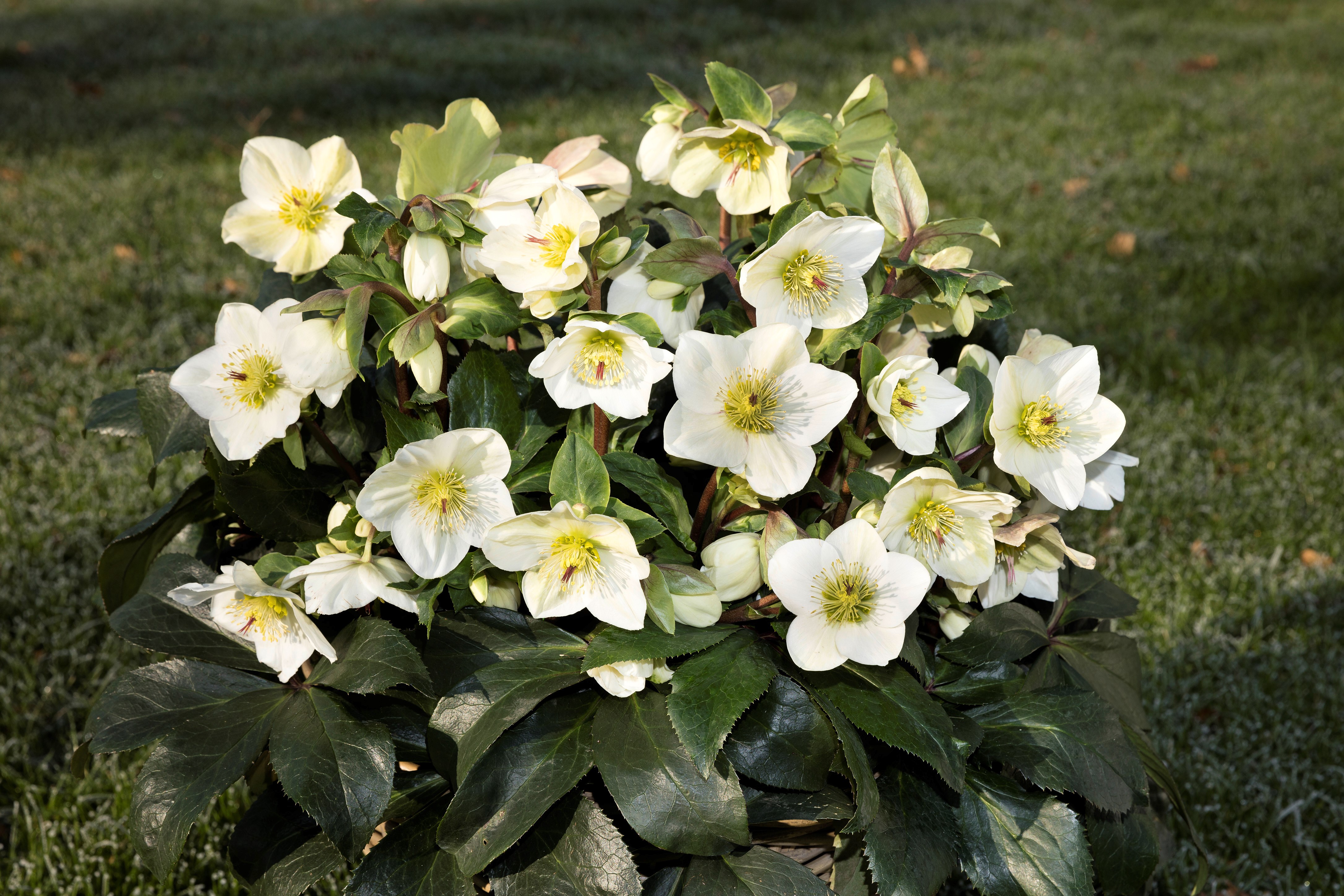 Helleborus x glandorfensis 'Ice 'n' Roses' White