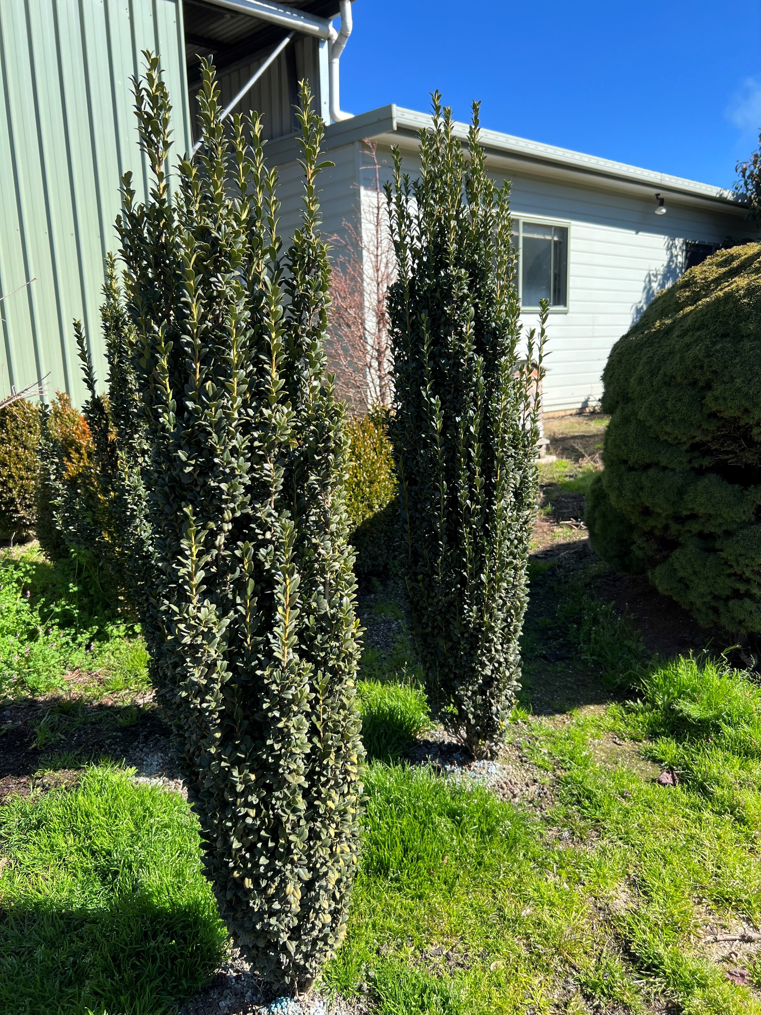 Ilex crenata Sky Pencil