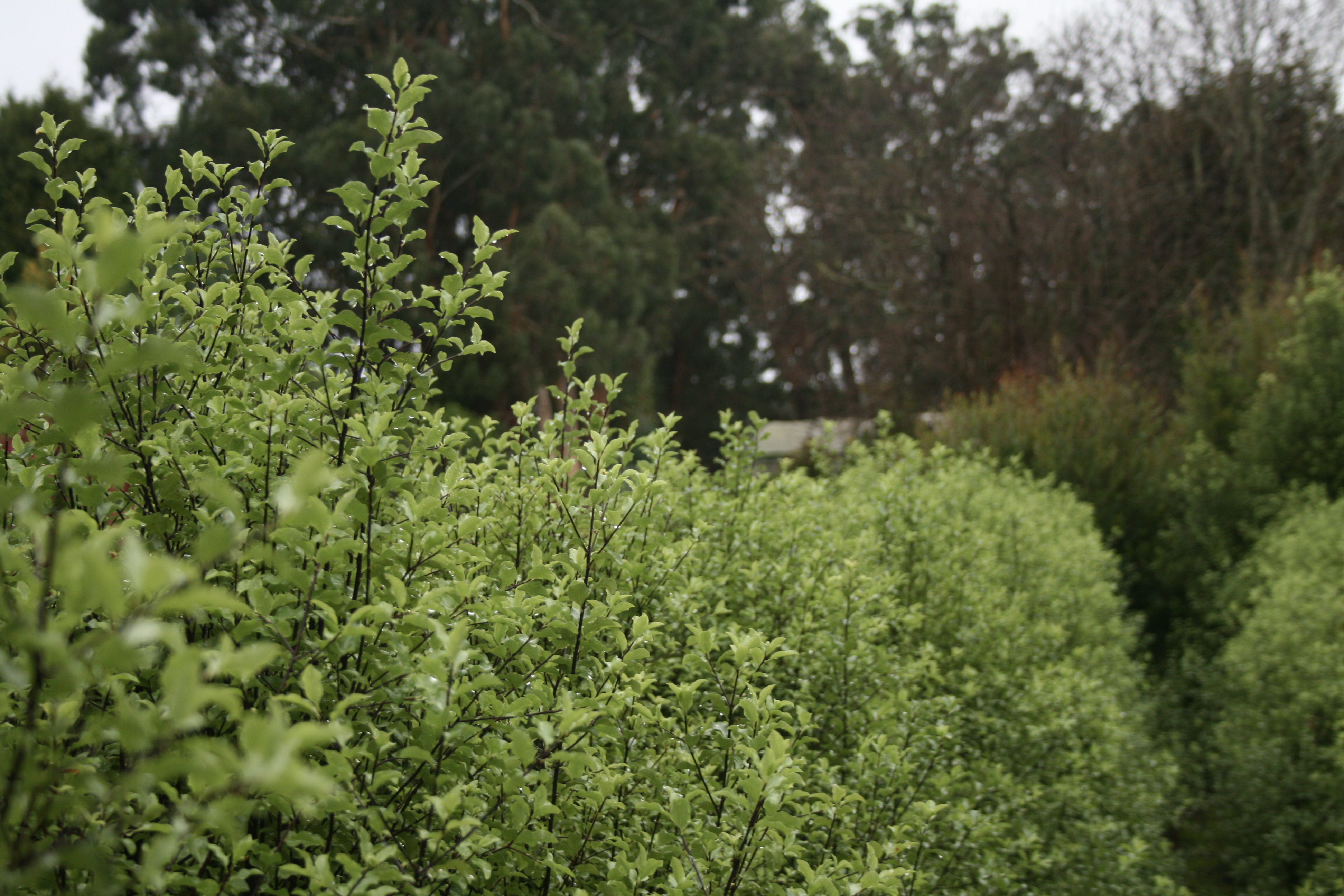 Pittosporum tenuifolium Wonder Screen