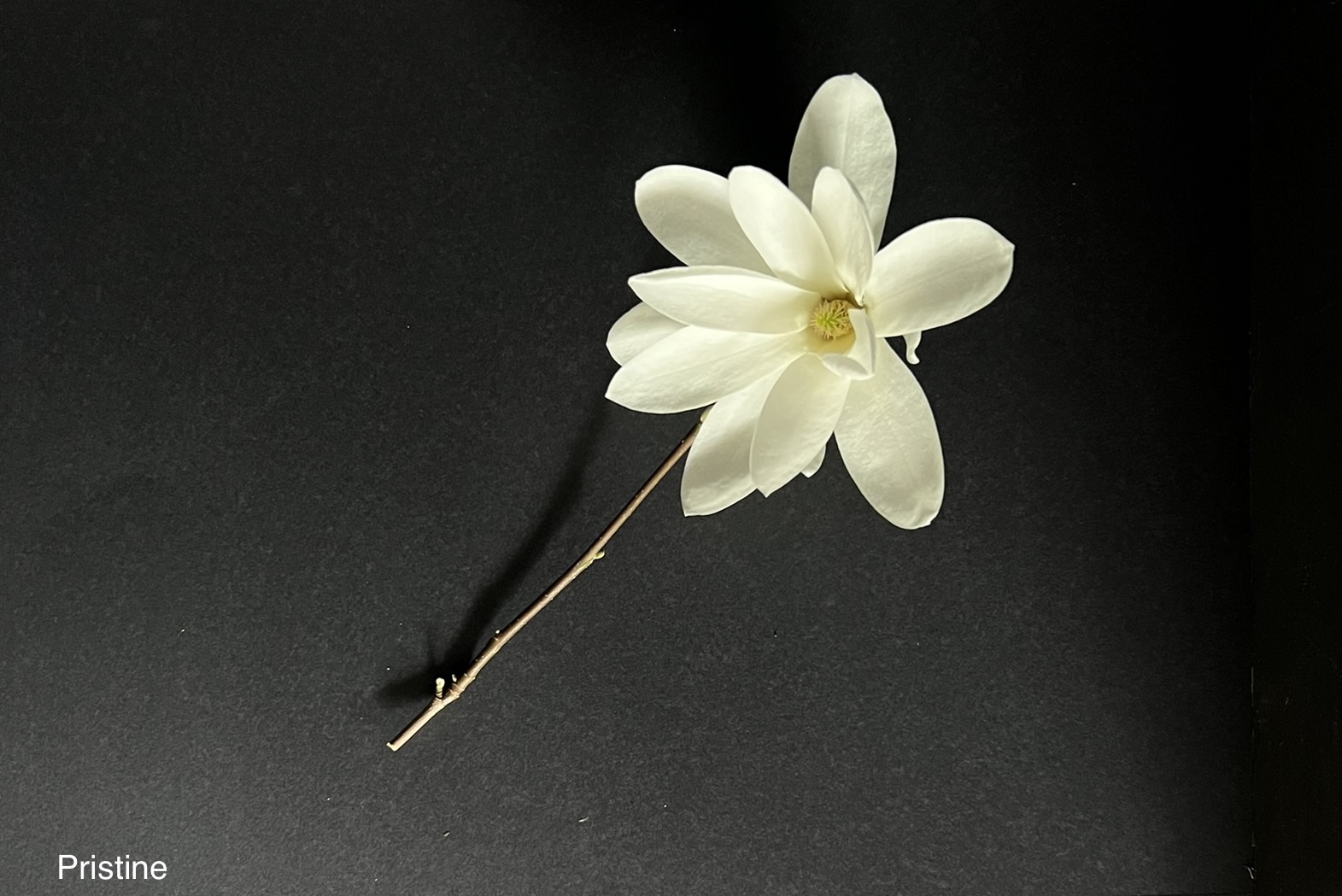 Magnolia Pristine