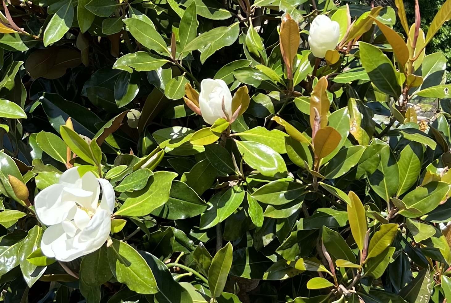Magnolia grandiflora Little Gem