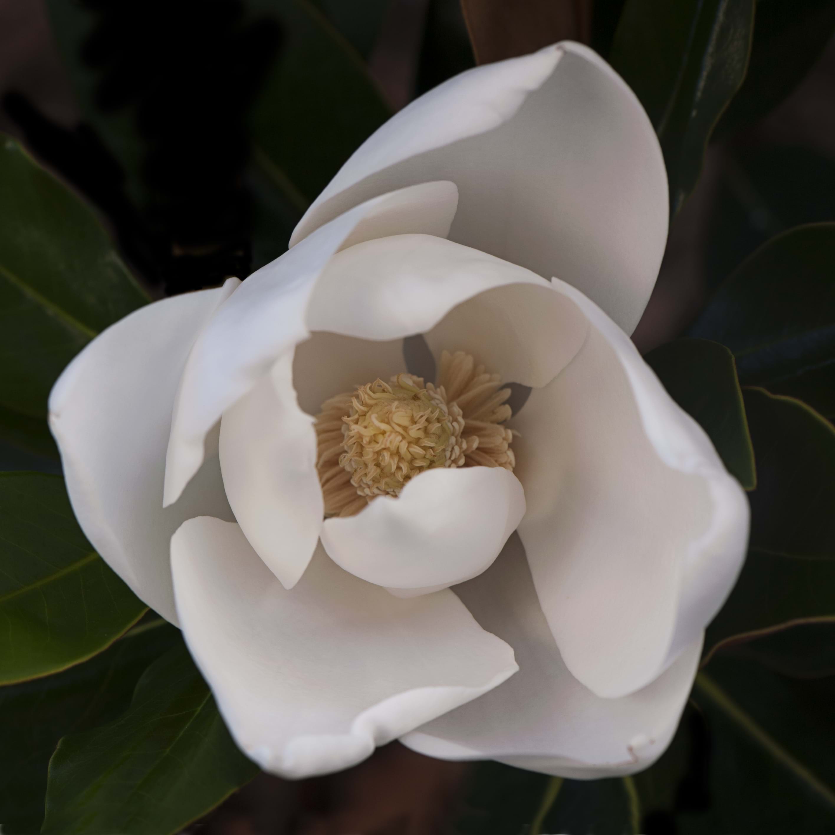 Magnolia grandiflora Sweet Spire