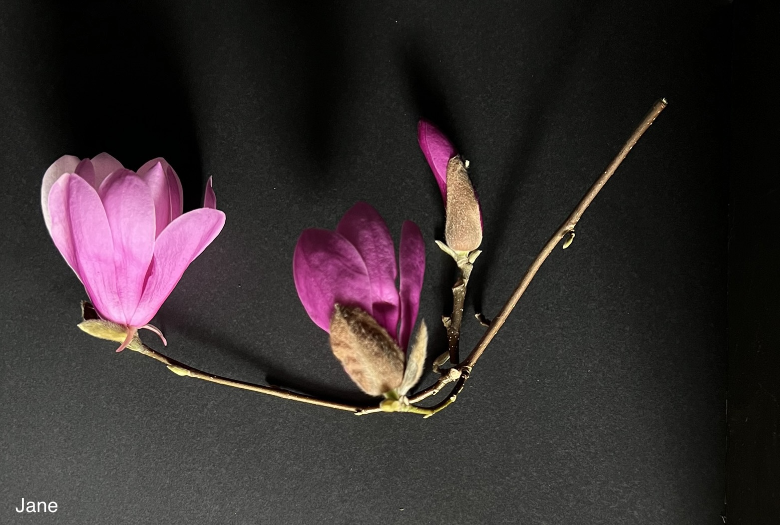 Magnolia stellata x liliiflora Jane