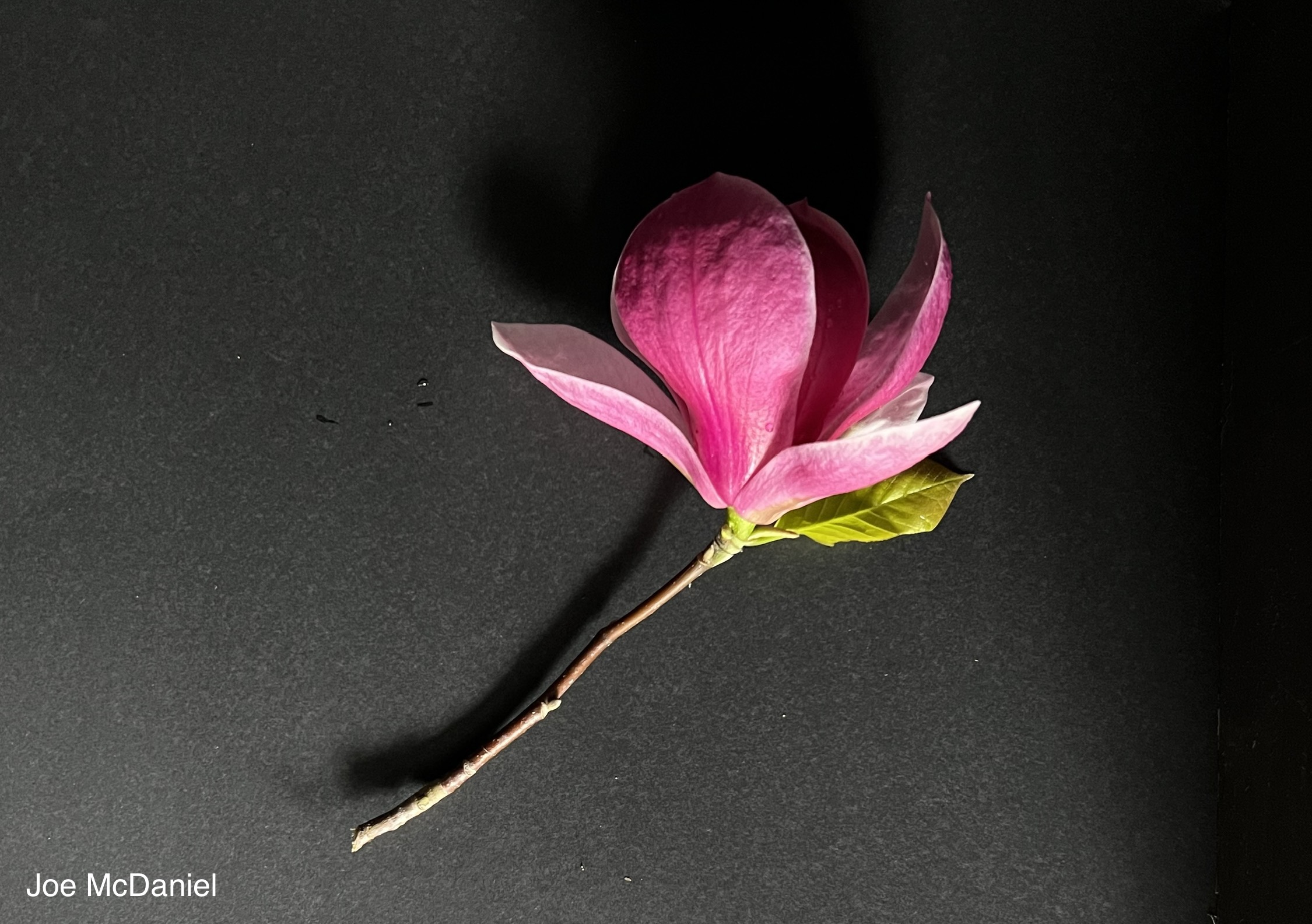 Magnolia Joe McDaniel